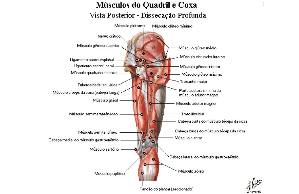 Medio gluteo musculo piramidal