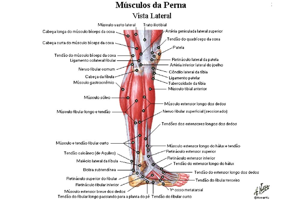 veia anterior da perna