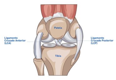 ligamentos ligamentos