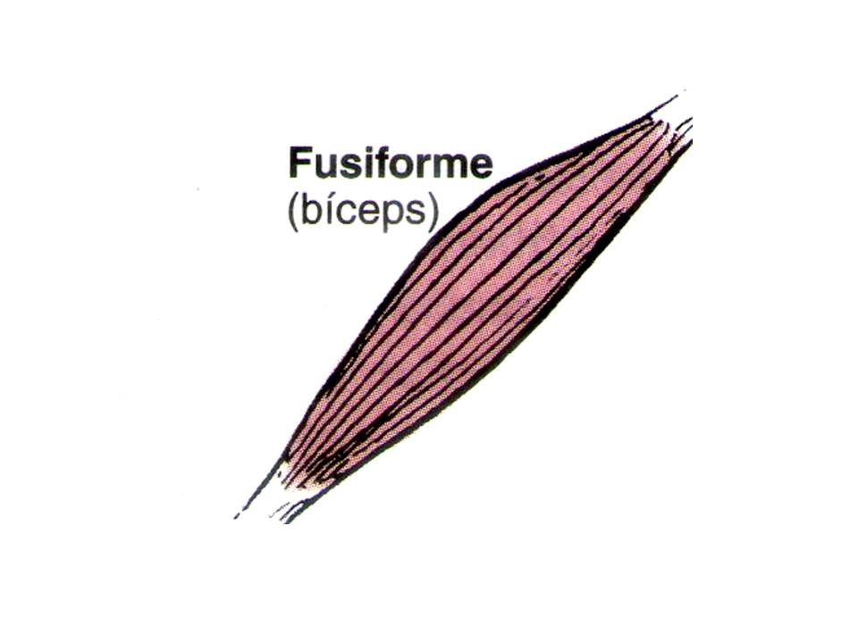 musculo fusiforme | Anatomia papel e caneta
