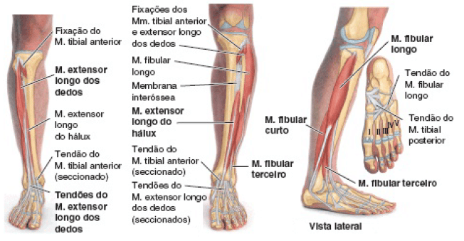 Nos perna veia músculos posterior da distal