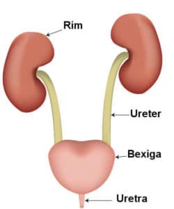 Sistema urinário | Anatomia papel e caneta