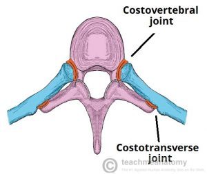 articulação costovertebral e costotransversaria – Anatomia papel e caneta