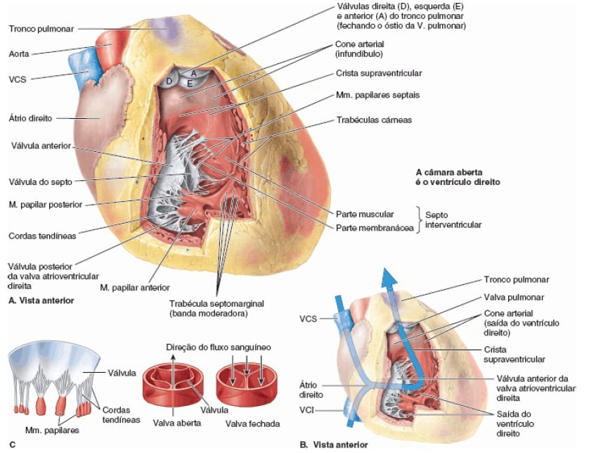 Featured image of post Cora o Anatomia Sobotta By reinhard pabst reinhard v