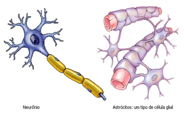 Neurônios+e+Células+da+Neuróglia Neurônios+e+Células+da+Neuróglia