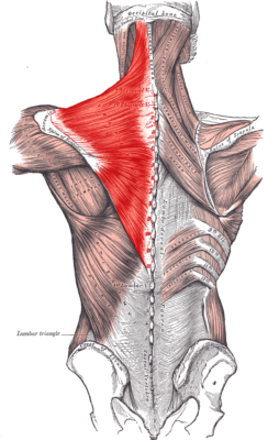 Trapezius_Gray409 Trapezius_Gray409