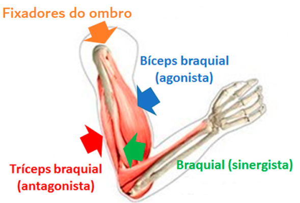 agonistas e antagonistas agonistas e antagonistas