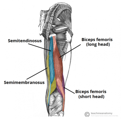 bíceps femoral – semimembranáceo e semitendineo bíceps femoral - semimembranáceo e semitendineo
