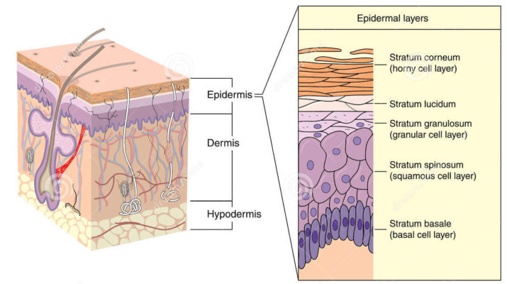 camadas da epiderme camadas da epiderme