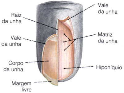 camadas da unha camadas da unha