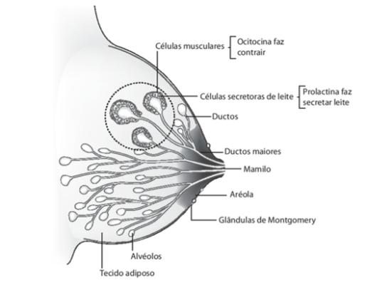 celulas da mama celulas da mama