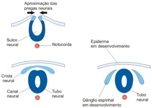 crista neural crista neural