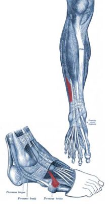 fibular terceiro fibular terceiro