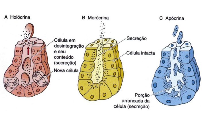 glandula holocrina – apocrina e merocrina glandula holocrina - apocrina e merocrina