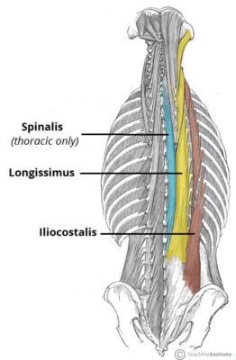 musculo iliocostal longuissimo e espinal musculo iliocostal longuissimo e espinal