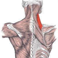 musculo levantador da escapula musculo levantador da escapula