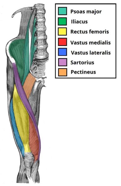 musculos anteriores da coxa – iliopsoas e quadriceps femoral musculos anteriores da coxa - iliopsoas e quadriceps femoral