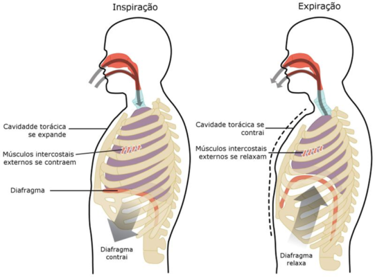 musculos da respiração musculos da respiração