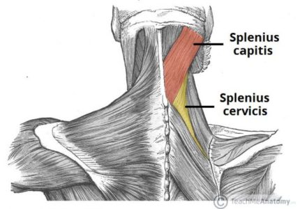 musculos esplenios musculos esplenios