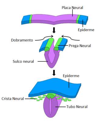 placa neural placa neural