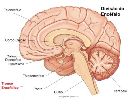 telencefalo e diencefalo Tálamo. Diencéfalo. Hipotálamo. Mesencéfalo. Tronco Encefálico. Ponte. cerebelo. Bulbo.