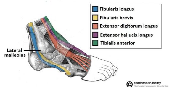 tibial anterior e extensor dos dedos tibial anterior e extensor dos dedos
