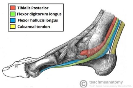 tibial posterior e flexor longo do hálux tibial posterior e flexor longo do hálux