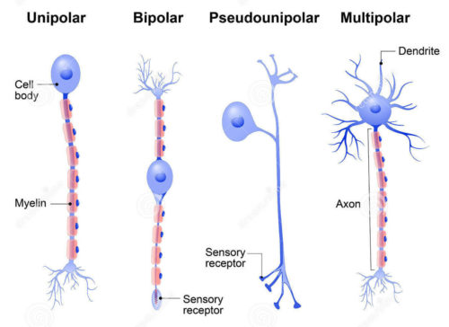 tipos de neuronios tipos de neuronios
