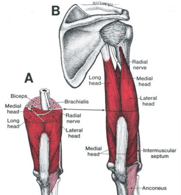 triceps braquial triceps braquial