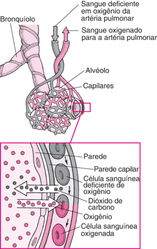 troca gasosa troca gasosa