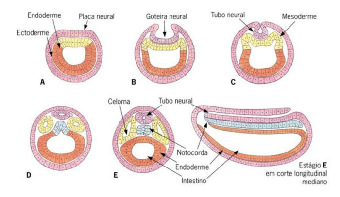 tubo e goteira neural tubo e goteira neural
