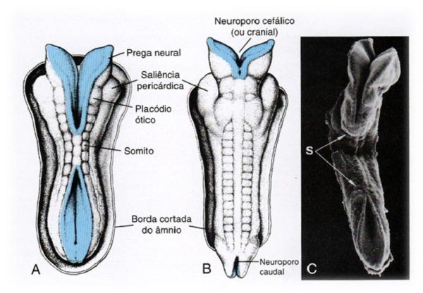 tubo neural tubo neural